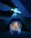A microchip for tracking a pets location is held by fingers as a skeptical beagle dog peers up from beneath a blanket