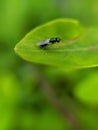 Microchrysa is a genus of soldierfly belonging to the family Stratiomyidae. in indian village garden image