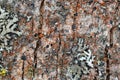 Microcosm and flora on the surface of the bark of the old apple