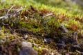 Microcosm. Green plants, leaves, stones. Under our feet is a whole universe.