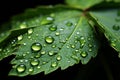 Microcosmic view water drips from leaf Royalty Free Stock Photo