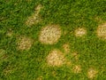 Microdochium nivale known as snow mold on golf course