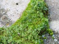Microflora habitat with mosses, ferns and geophytes in a crevice of concrete Royalty Free Stock Photo