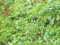 Microflora habitat with mosses, ferns and geophytes Royalty Free Stock Photo