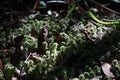 Microflora in natural forest;moss in natural forest Royalty Free Stock Photo