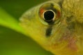 Microgeophagus altispinosus Royalty Free Stock Photo