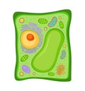 Vector Illustration of Plant cell anatomy Royalty Free Stock Photo