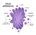 Illustration of the Golgi apparatus structure. Vector infographics