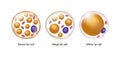 Vector set of brown, beige and white fat cells. Illustration of adipose tissue