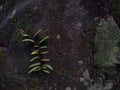 Microgramma squamulosa fern growing on a rock Royalty Free Stock Photo