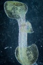 Micrograph arabidopsis thaliana root Royalty Free Stock Photo