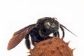 Micrograph of a black bumblebee sitting on a spiny shell of a chestnut.