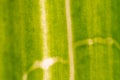 Micrograph of green leaf