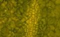 Micrograph of green leaf Royalty Free Stock Photo