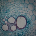 Micrograph plant tissue stem of pumpkin