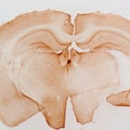 Micrograph of rat brain Royalty Free Stock Photo