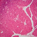 Micrograph of small intestinum Royalty Free Stock Photo