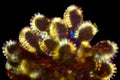 Micrograph of sporangia from a fern, showing the thick annulus