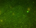 Micrography, microphotography of green fluorescent cells or particles Royalty Free Stock Photo