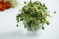 Microgreen on a background of flowers