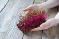 Microgreen beet in female hands