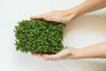 Microgreen broccoli in a growing container in a woman& x27;s hand. Growing fresh micro greens. Concept of healthy lifestyle