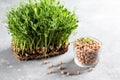 Microgreen chickpea sprouts on a light table. Vegan and healthy eating concept. Growing sprouts. Selective focus Royalty Free Stock Photo