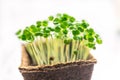 Microgreen in a container close-up. Selective focus. Young spring crop of arugula