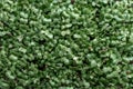 Microgreen foliage background. Close-up of broccoli 6 days microgrin. Seed germination at home. The concept of vegan and healthy