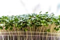 Microgreen foliage background. Close-up of broccoli 6 days microgrin. Seed germination at home. The concept of vegan and healthy