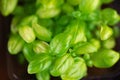 Microgreen foliage background. Close-up of microgreen basil in 6 days. Germinating seeds at home. Vegan and healthy food Royalty Free Stock Photo