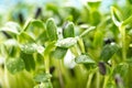 Microgreen foliage background. Close-up of sunflower microgreens. Germination of seeds at home. Vegan and healthy food concept. Royalty Free Stock Photo