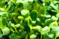 Microgreen foliage background. Close-up of sunflower microgreens. Germination of seeds at home. Vegan and healthy food concept. Royalty Free Stock Photo