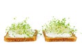 Microgreen food - green alfalfa sprouts on fresh slices of wholegrain bread isolated on white background Royalty Free Stock Photo