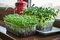 Microgreen of garden cress and daikon radish Royalty Free Stock Photo