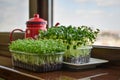 Microgreen of garden cress and daikon radish Royalty Free Stock Photo