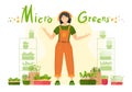 Microgreen. The girl sprouts microgreen Royalty Free Stock Photo