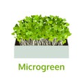 Microgreen, healthy vegetable, food vector illustration