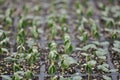 Microgreen Herbs