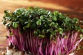 Microgreen kress, pink radish sprouts on background, vegan, vegetarian, healthy eating concept