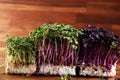 Microgreen kress, pink radish sprouts on background, vegan, vegetarian, healthy eating concept