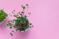 Microgreen kress, pink radish sprouts on pink background, flat lay, top view, copy space