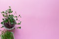 Microgreen kress, pink radish sprouts on pink background, flat lay, top view, copy space