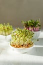 Microgreen kress, pink radish sprouts on white wooden background in trendy hard direct sunlight, deep shadows, copy space