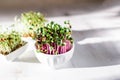 Microgreen kress, pink radish sprouts on white wooden background in trendy hard direct sunlight, deep shadows, copy space