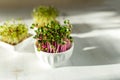 Microgreen kress, pink radish sprouts on white wooden background in trendy hard direct sunlight, deep shadows, copy space