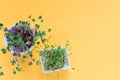 Microgreen kress, pink radish sprouts on yellow background, flat lay, top view, copy space