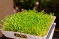 Microgreen. Peas sprouts micro greens sprouted in a tray