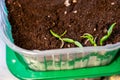 microgreen pepper sprouts seedlings in plastic container. Selective focus. nature.