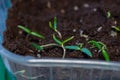 microgreen pepper sprouts seedlings in plastic container. Selective focus. nature.